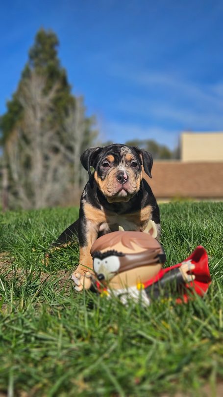 A playful puppy with a football toy on green grass under a blue sky.