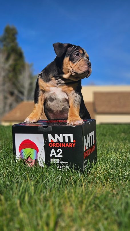 A dog sitting on a box with a colorful graphic on a grassy field under a blue sky.