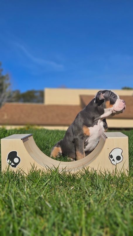 A small dog sitting on a curved structure with skull designs, against a blue sky.