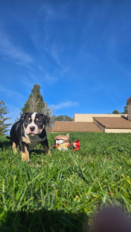 A dog stands on green grass with a toy in the background under a clear blue sky.