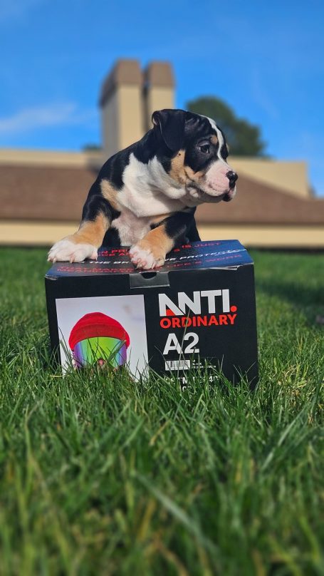 Small dog figurine sitting on a box in a grassy area with a blue sky background.