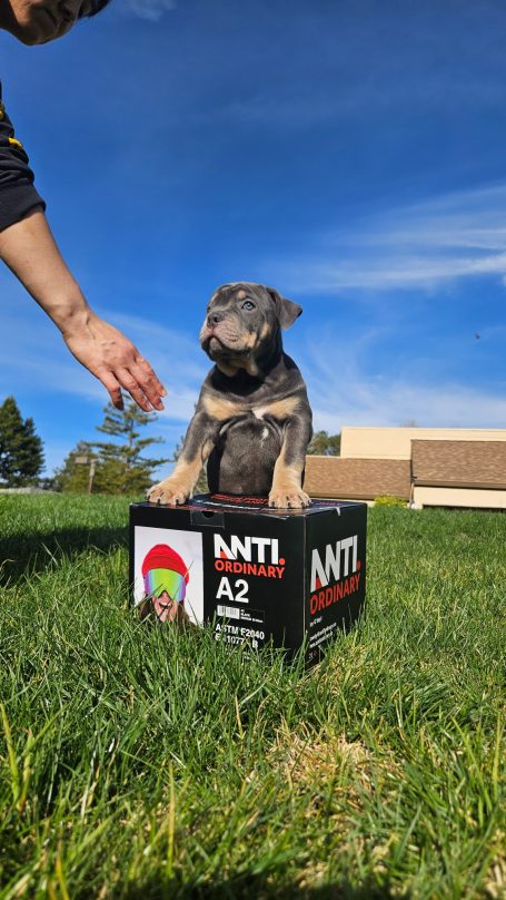 A person placing their hand near a small dog on a colorful box outdoors.