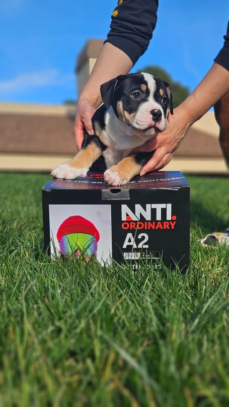 A puppy sitting on a box in a grassy area with a clear blue sky.