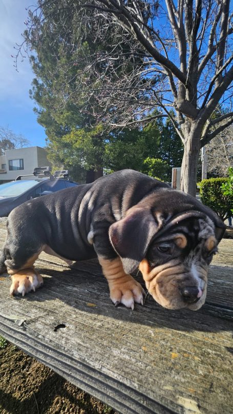 A small puppy lying on a wooden surface with trees in the background.