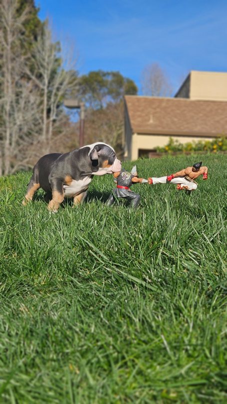 A playful dog stands on green grass with a toy in its mouth.