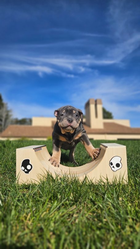 A small dog standing on a wooden obstacle in a green field under a blue sky.