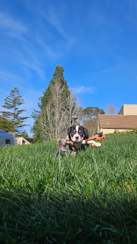 Dog sitting in tall grass with a blue sky and trees in the background.