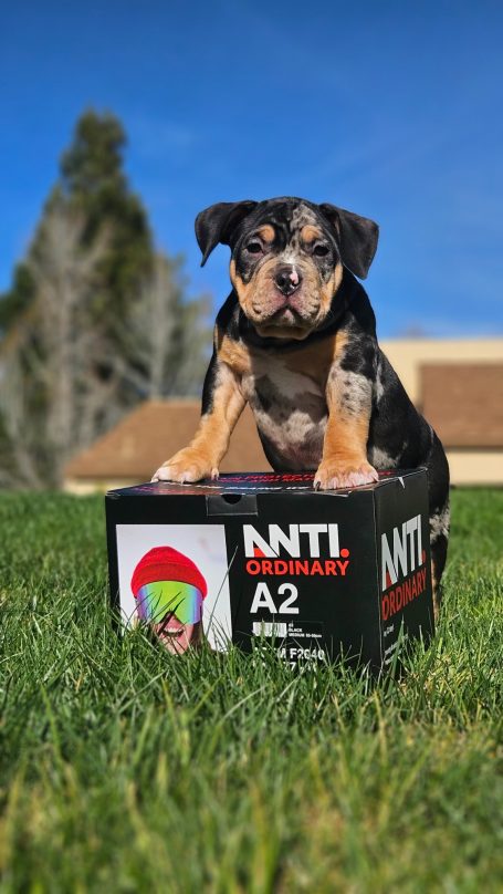 A puppy stands on a black box in a grassy area under a clear blue sky.