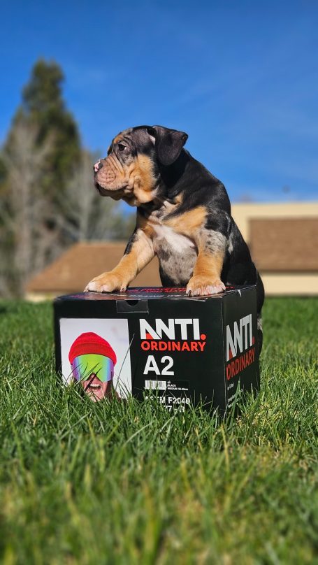 A dog sits atop a black box with colorful branding against a blue sky.