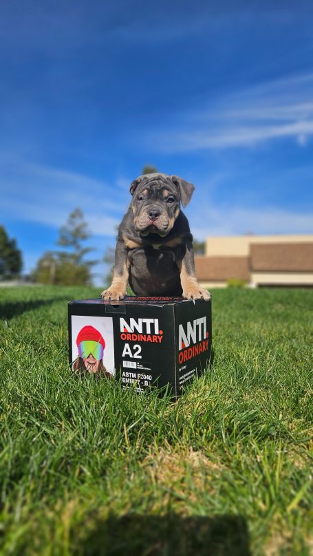 A small dog sitting on a box in a grassy area under a blue sky.