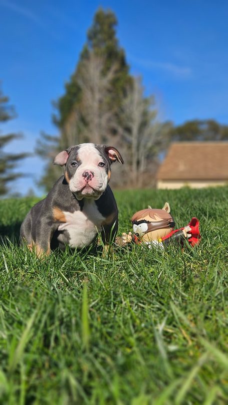 A playful puppy and a small animal sit on lush green grass under a clear blue sky.