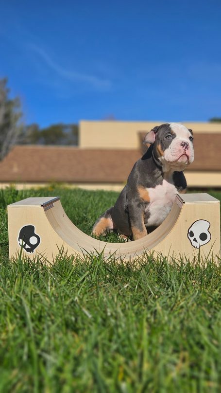 A dog sitting on grass beside a curved wooden obstacle with skull motifs.