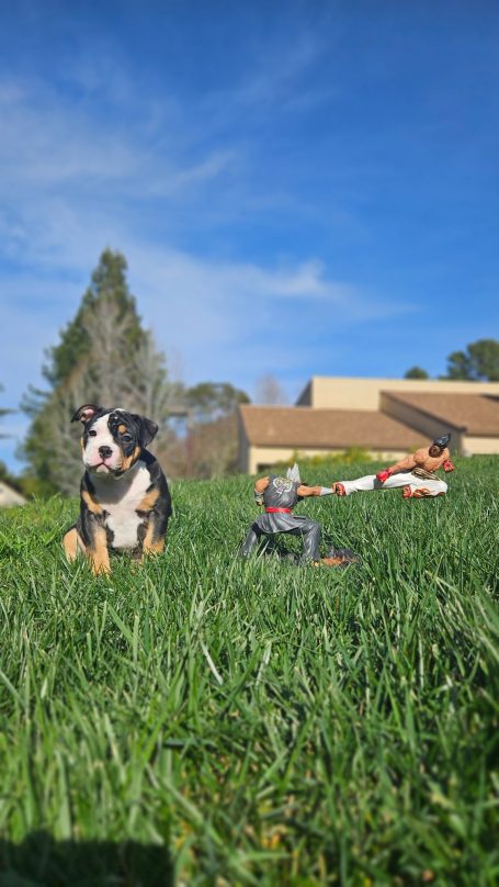 A black and tan dog sits in grassy garden with a wooden building in the background.