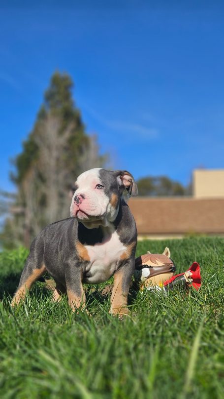 A playful puppy with a blue and tan coat stands on grass against a clear blue sky.